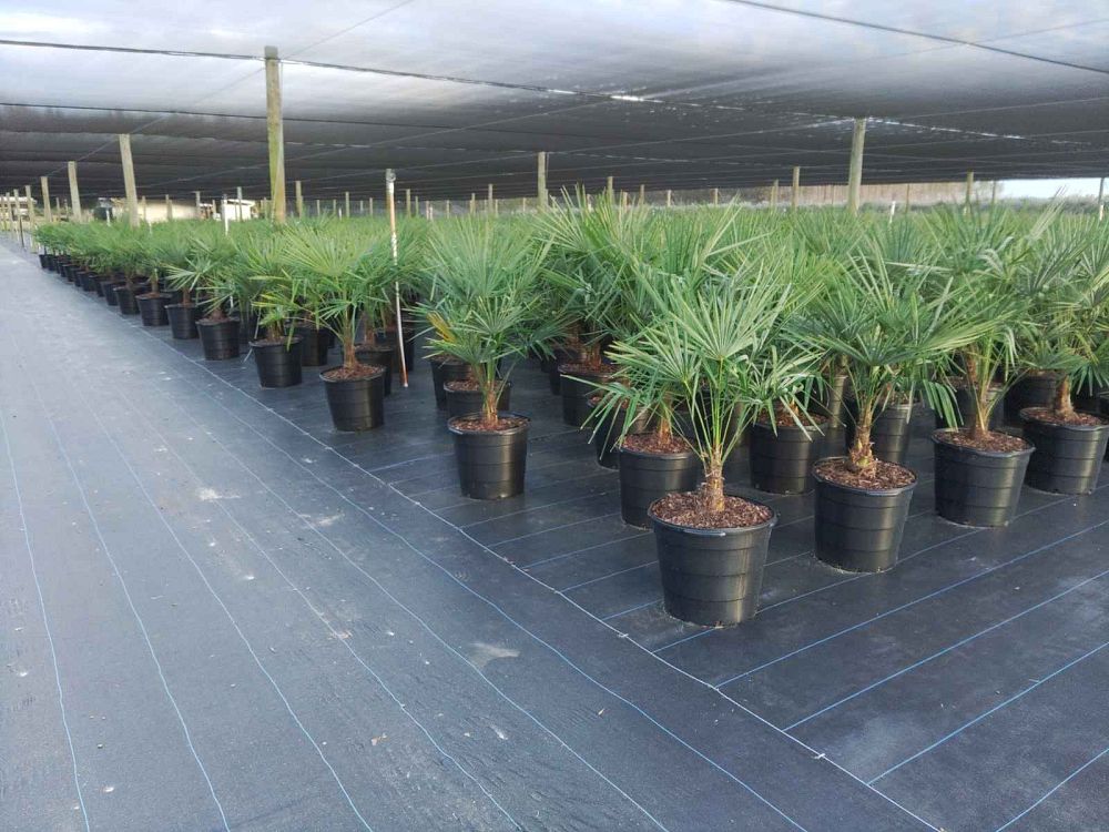 trachycarpus-fortunei-windmill-palm-chusan-palm