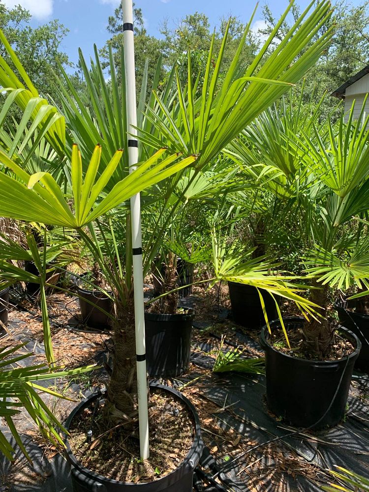 trachycarpus-fortunei-windmill-palm-chusan-palm