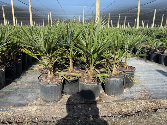 trachycarpus-fortunei-windmill-palm-chusan-palm