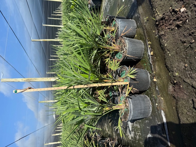 trachycarpus-fortunei-windmill-palm-chusan-palm