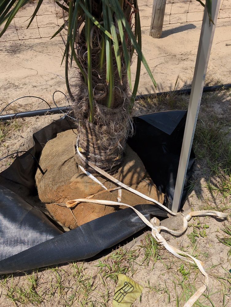 trachycarpus-fortunei-windmill-palm-chusan-palm