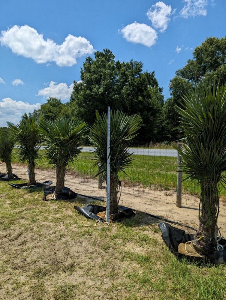 trachycarpus-fortunei-windmill-palm-chusan-palm