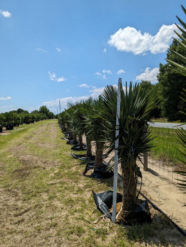 trachycarpus-fortunei-windmill-palm-chusan-palm