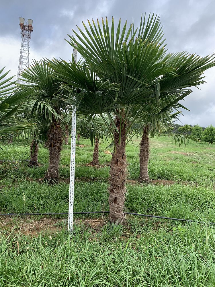trachycarpus-fortunei-windmill-palm-chusan-palm
