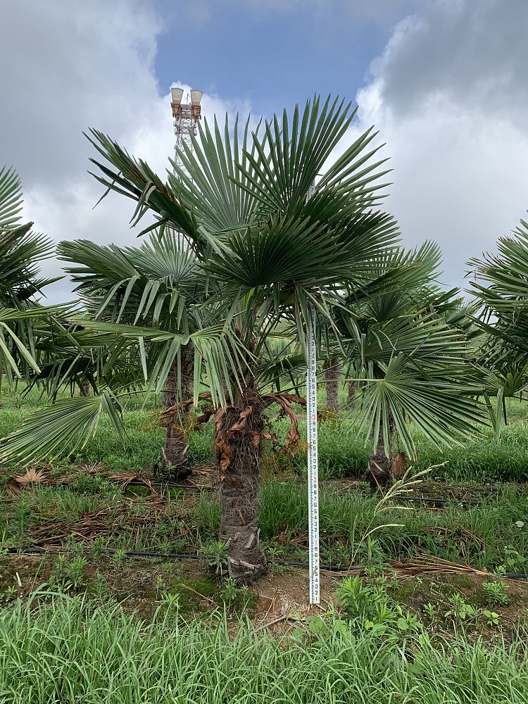 trachycarpus-fortunei-windmill-palm-chusan-palm
