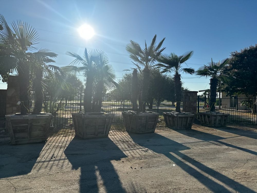 trachycarpus-fortunei-windmill-palm-chusan-palm