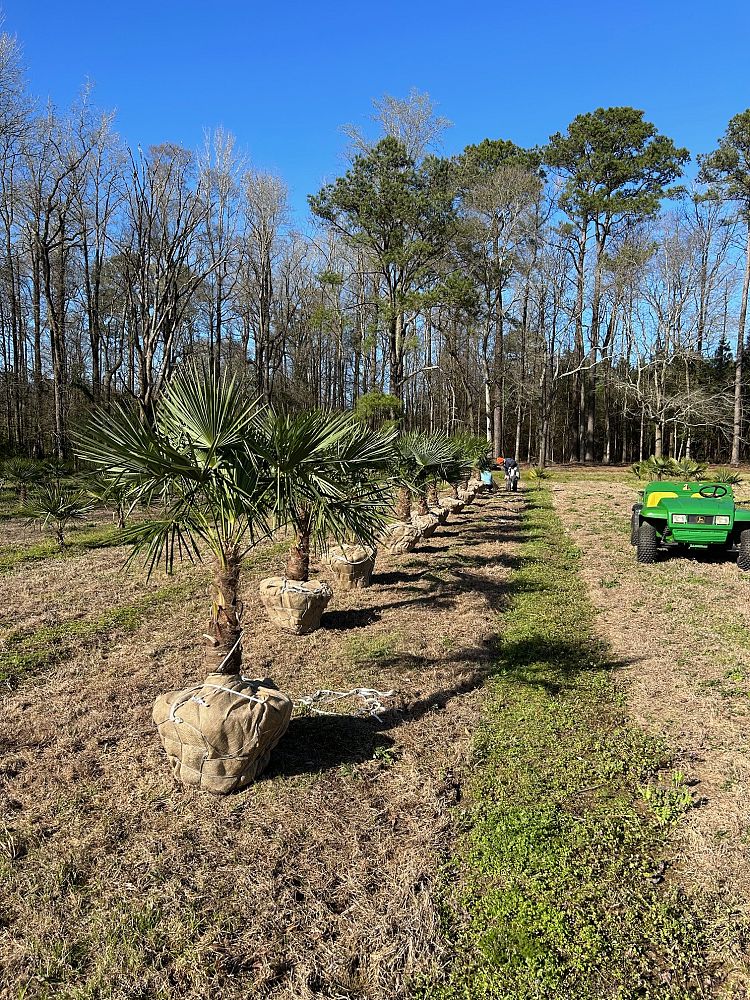 trachycarpus-fortunei-windmill-palm-chusan-palm