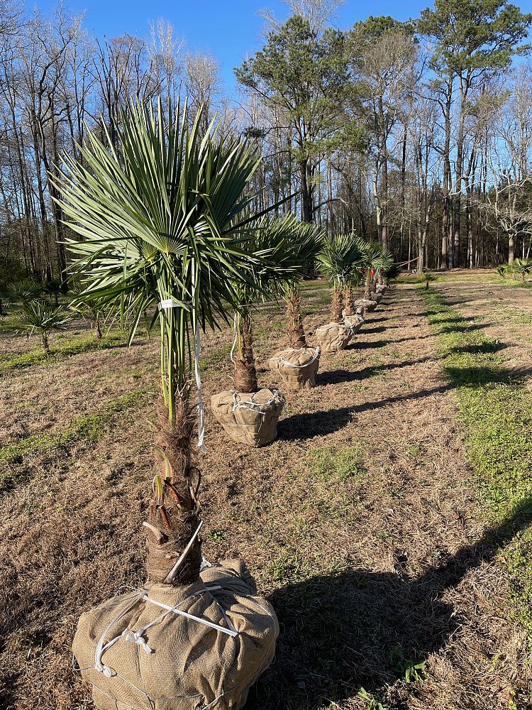 trachycarpus-fortunei-windmill-palm-chusan-palm