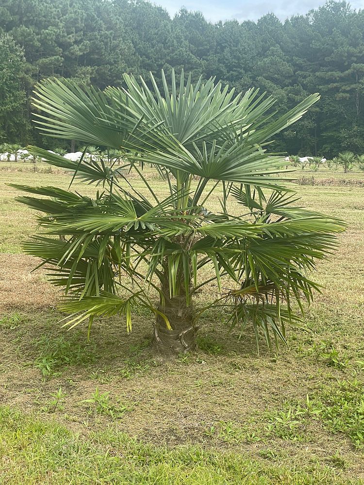 trachycarpus-fortunei-windmill-palm-chusan-palm