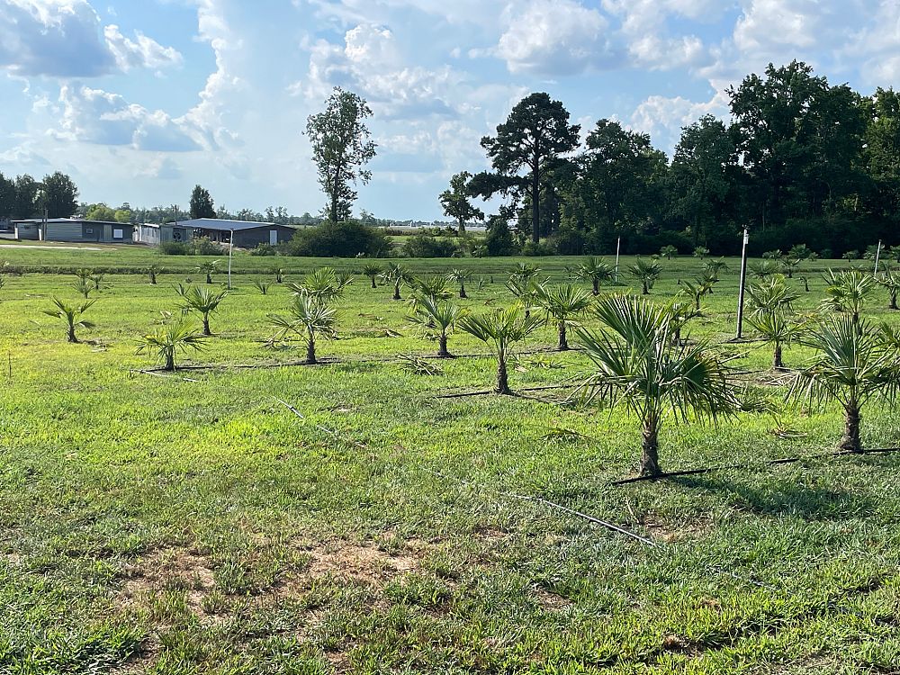 trachycarpus-fortunei-windmill-palm-chusan-palm
