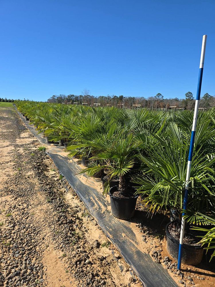 trachycarpus-fortunei-windmill-palm-chusan-palm
