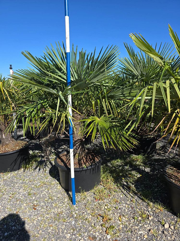 trachycarpus-fortunei-windmill-palm-chusan-palm