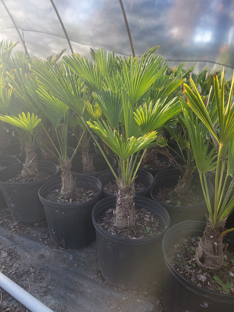 trachycarpus-fortunei-windmill-palm-chusan-palm