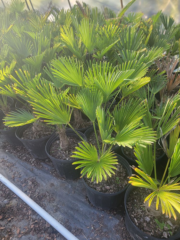 trachycarpus-fortunei-windmill-palm-chusan-palm