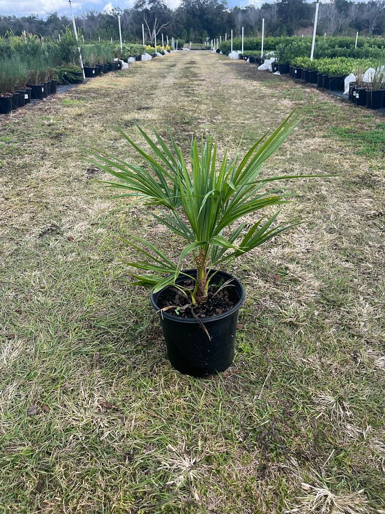 trachycarpus-fortunei-windmill-palm-chusan-palm