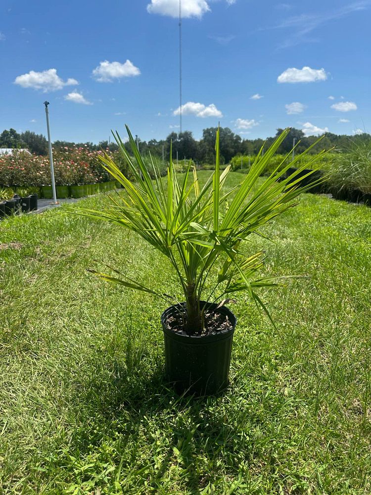 trachycarpus-fortunei-windmill-palm-chusan-palm