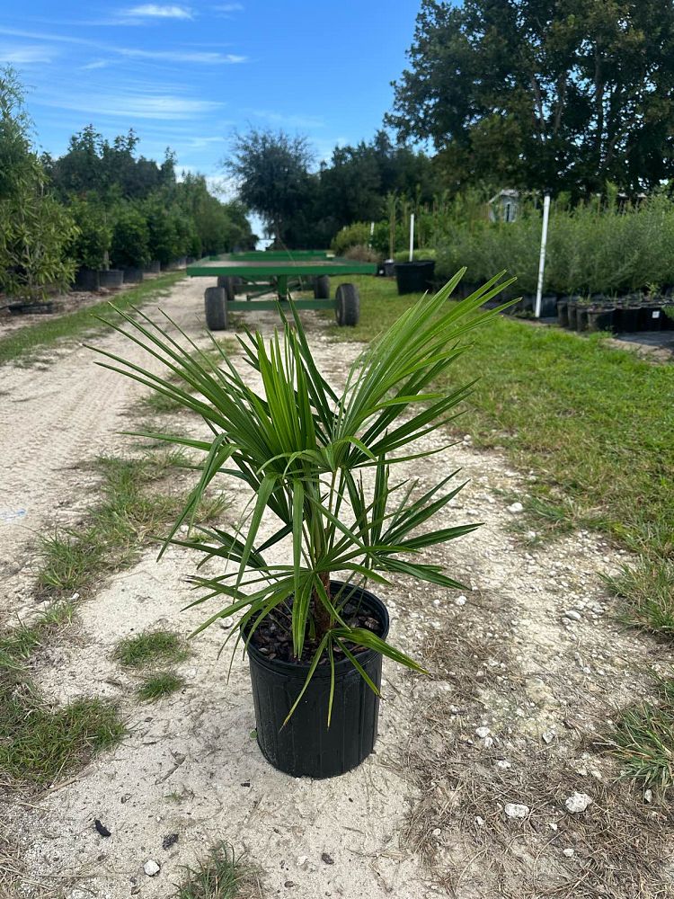trachycarpus-fortunei-windmill-palm-chusan-palm