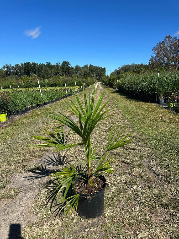 trachycarpus-fortunei-windmill-palm-chusan-palm
