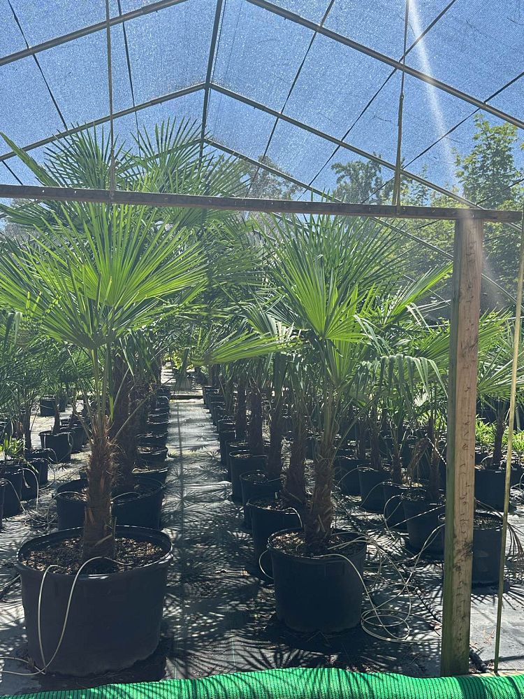 trachycarpus-fortunei-windmill-palm-chusan-palm