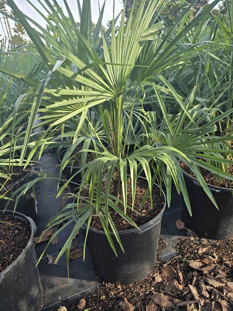 trachycarpus-fortunei-windmill-palm-chusan-palm