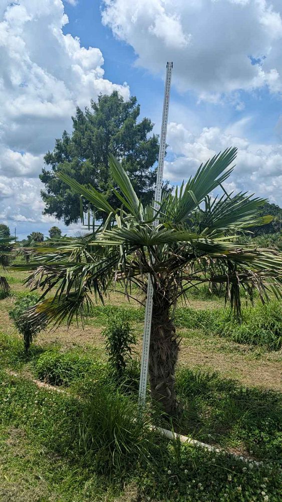 trachycarpus-fortunei-windmill-palm-chusan-palm