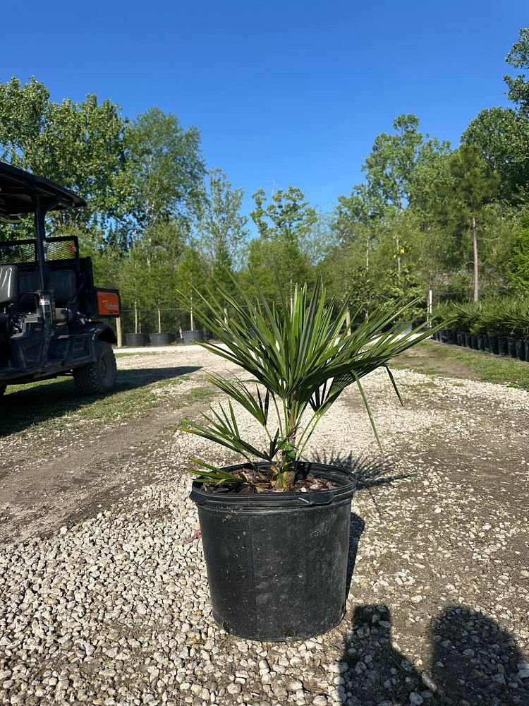 trachycarpus-fortunei-windmill-palm-chusan-palm