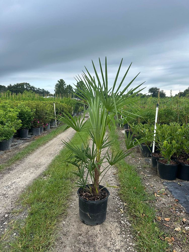 trachycarpus-fortunei-windmill-palm-chusan-palm