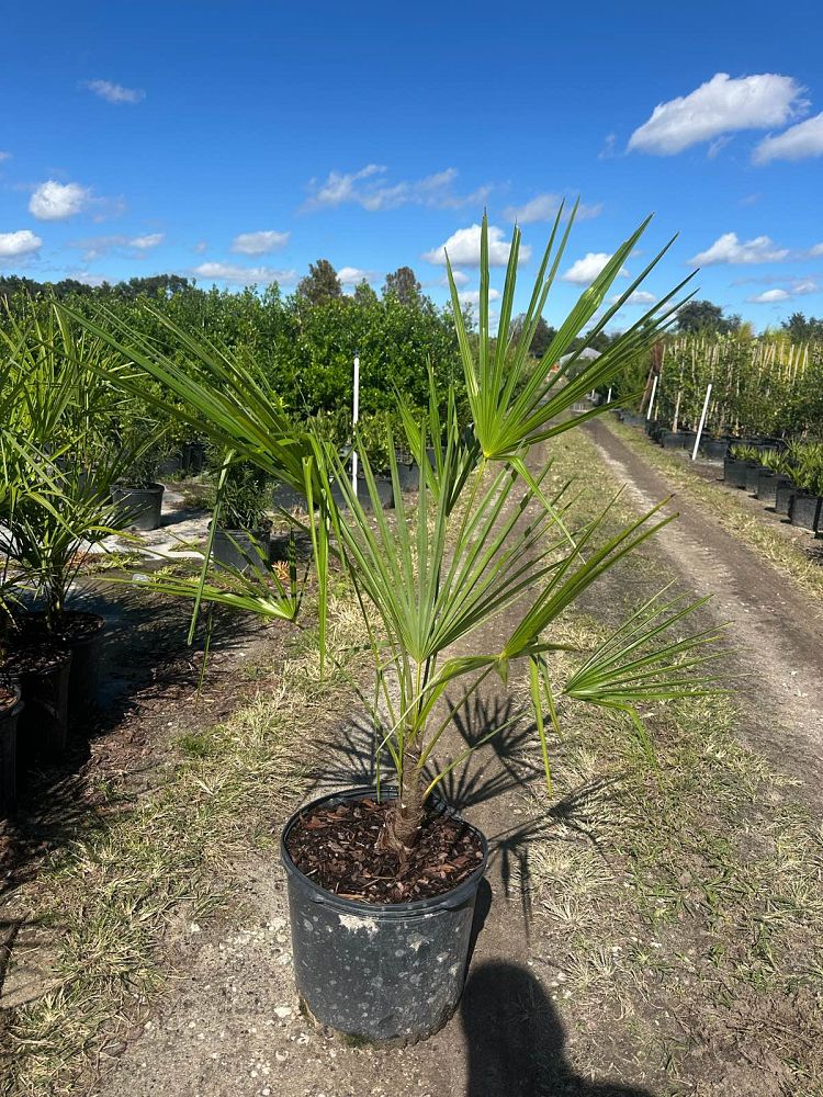 trachycarpus-fortunei-windmill-palm-chusan-palm