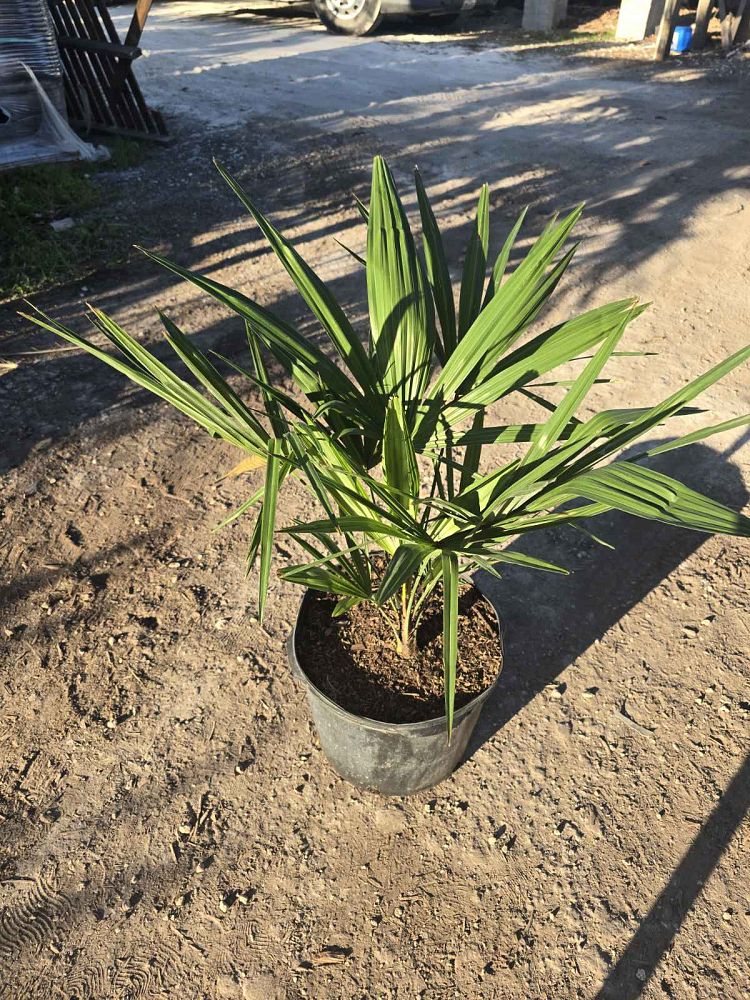 trachycarpus-fortunei-windmill-palm-chusan-palm