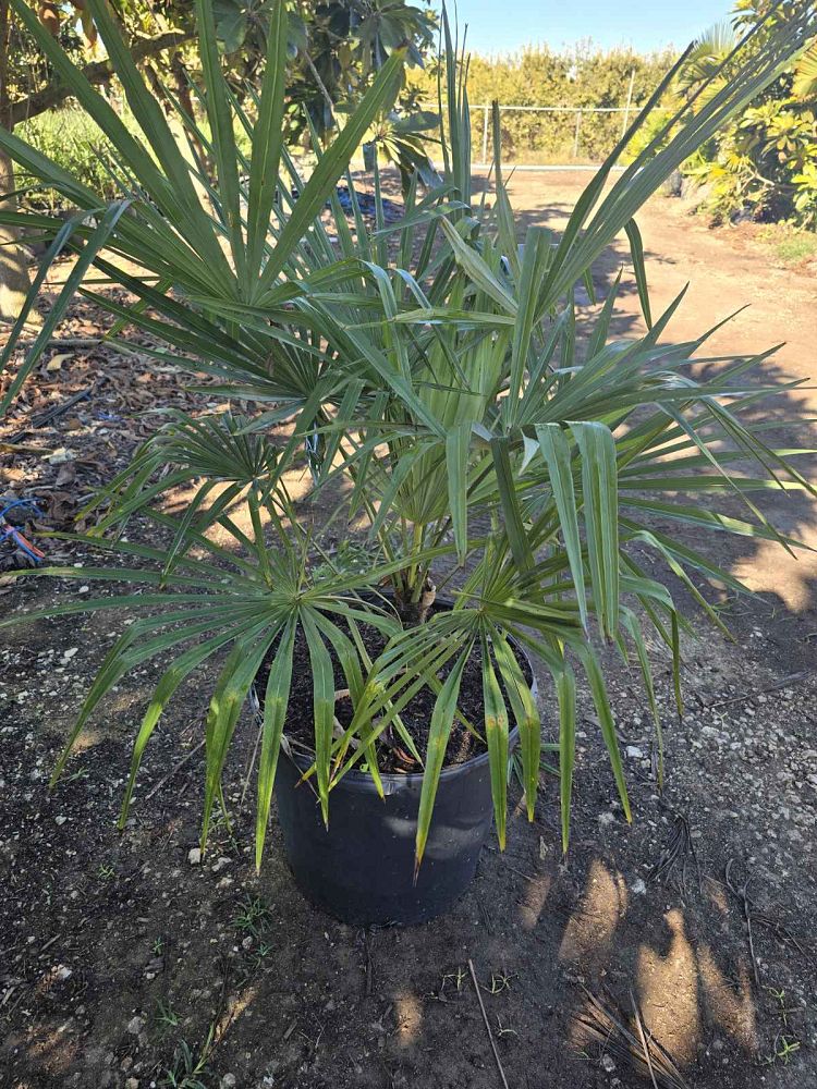 trachycarpus-fortunei-windmill-palm-chusan-palm