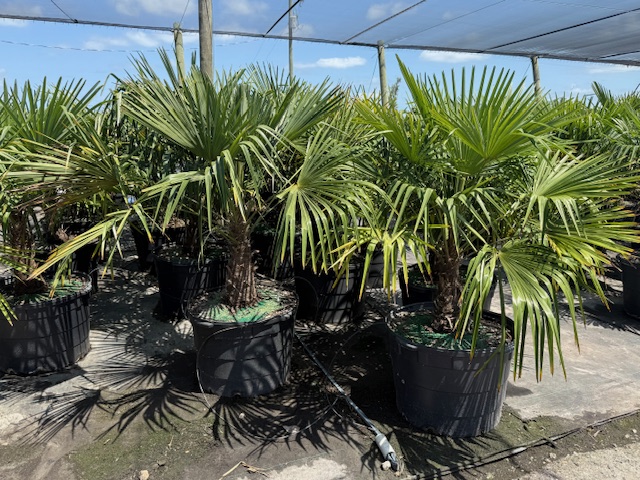trachycarpus-fortunei-windmill-palm-chusan-palm
