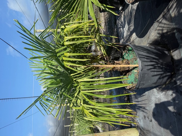 trachycarpus-fortunei-windmill-palm-chusan-palm