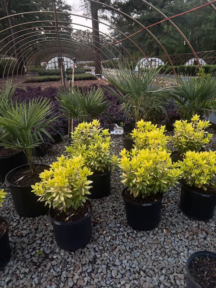 trachycarpus-fortunei-windmill-palm-chusan-palm