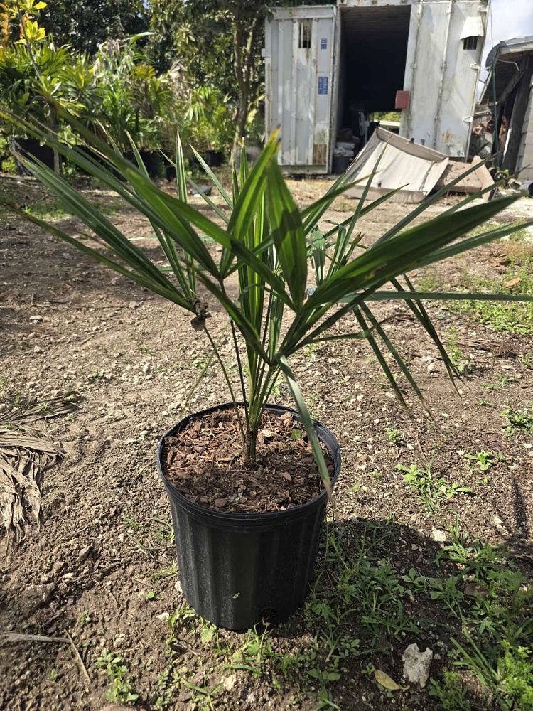 trachycarpus-fortunei-windmill-palm-chusan-palm