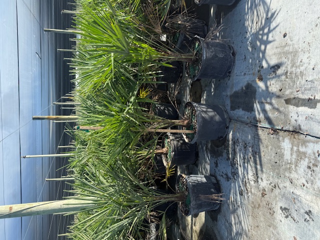 trachycarpus-fortunei-windmill-palm-chusan-palm