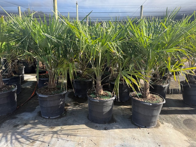 trachycarpus-fortunei-windmill-palm-chusan-palm