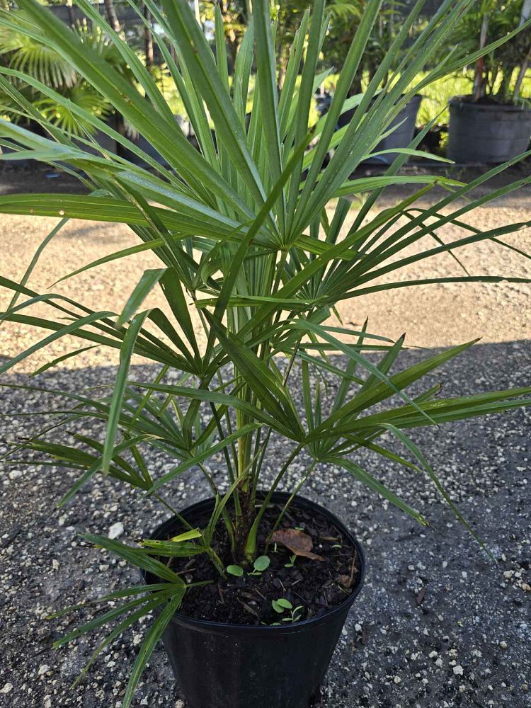 trachycarpus-fortunei-windmill-palm-chusan-palm