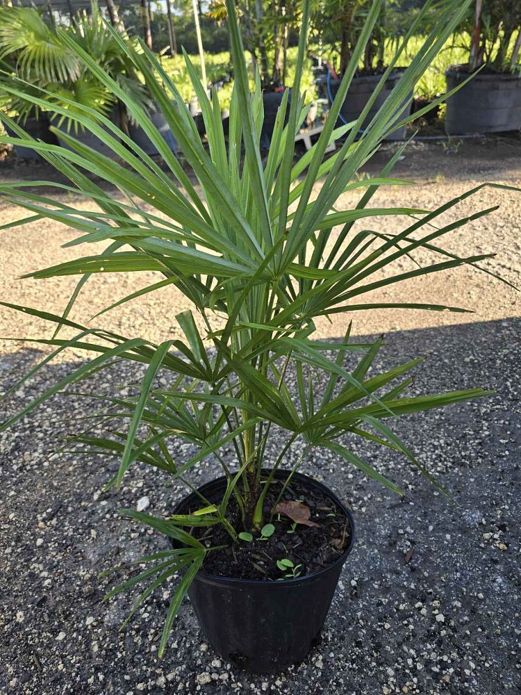 trachycarpus-fortunei-windmill-palm-chusan-palm