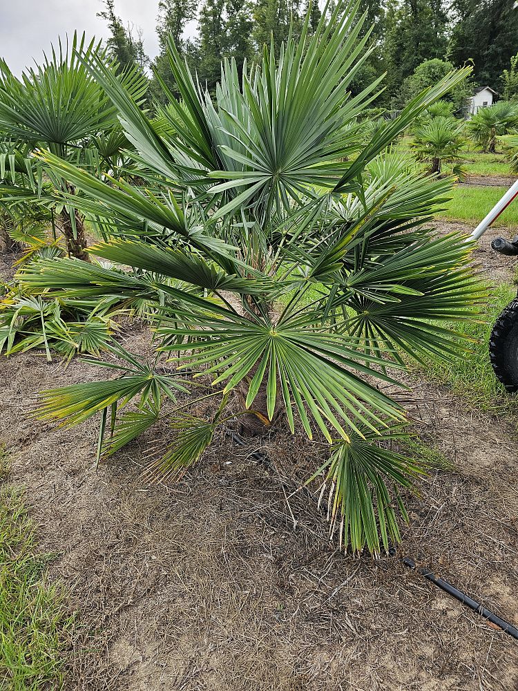 trachycarpus-fortunei-windmill-palm-chusan-palm