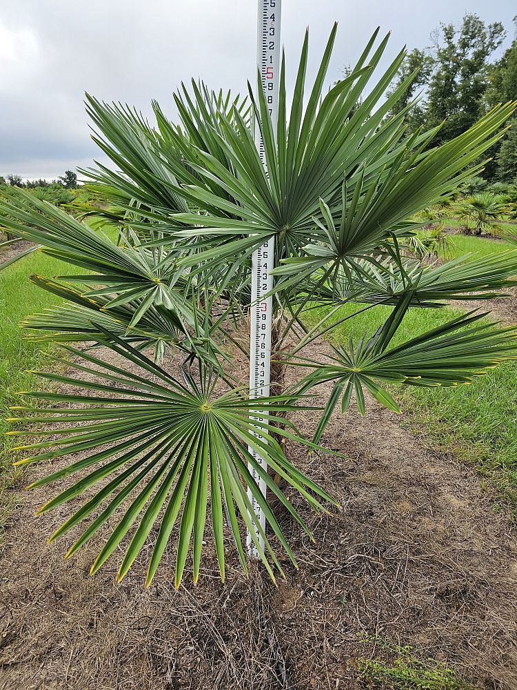 trachycarpus-fortunei-windmill-palm-chusan-palm