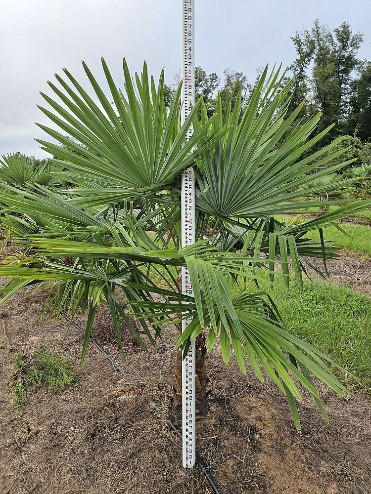trachycarpus-fortunei-windmill-palm-chusan-palm