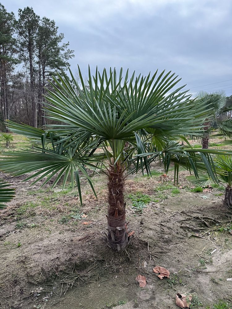 trachycarpus-fortunei-windmill-palm-chusan-palm
