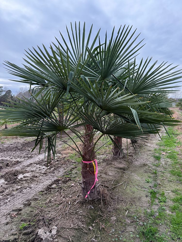 trachycarpus-fortunei-windmill-palm-chusan-palm