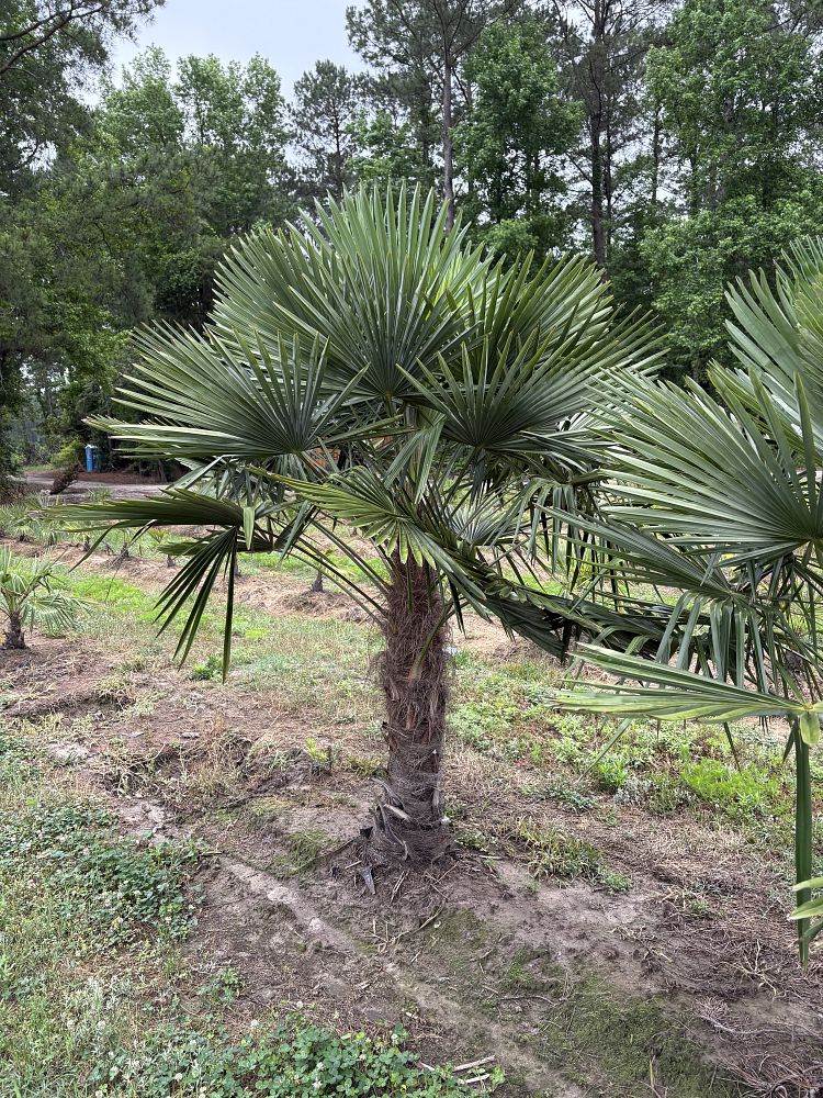 trachycarpus-fortunei-windmill-palm-chusan-palm