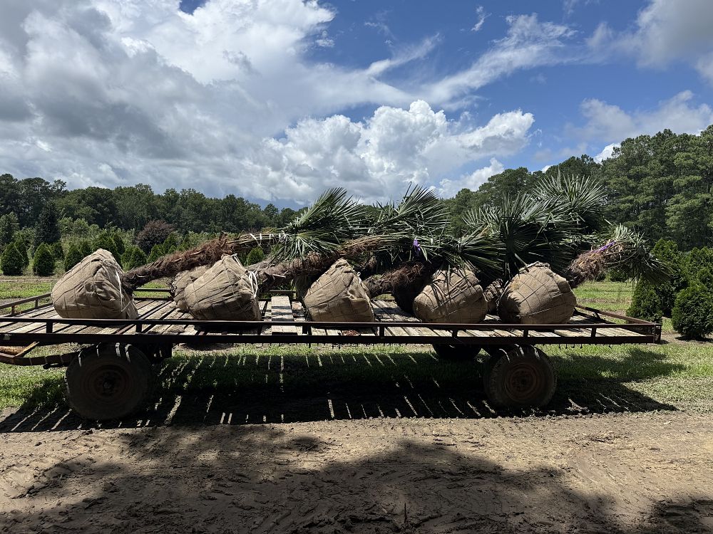 trachycarpus-fortunei-windmill-palm-chusan-palm