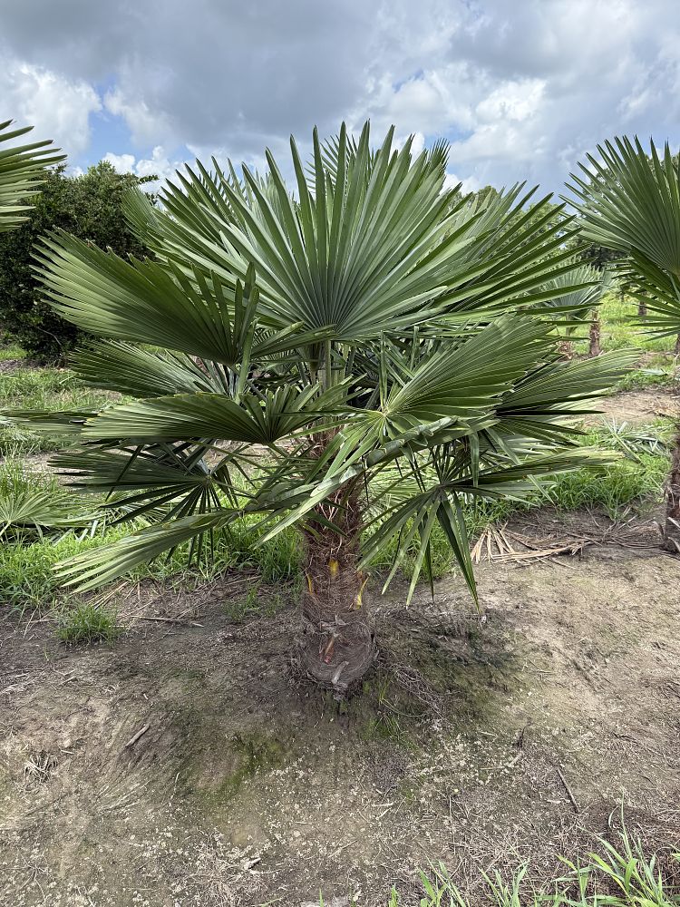 trachycarpus-fortunei-windmill-palm-chusan-palm