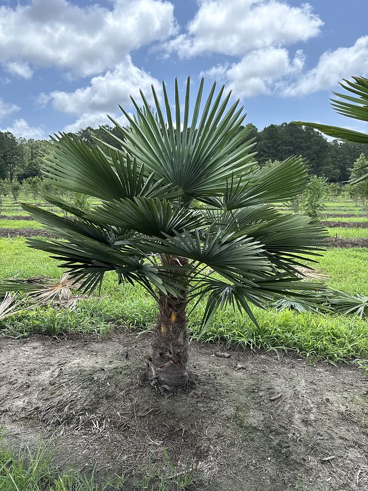 trachycarpus-fortunei-windmill-palm-chusan-palm