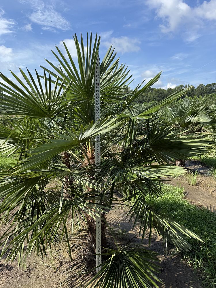 trachycarpus-fortunei-windmill-palm-chusan-palm