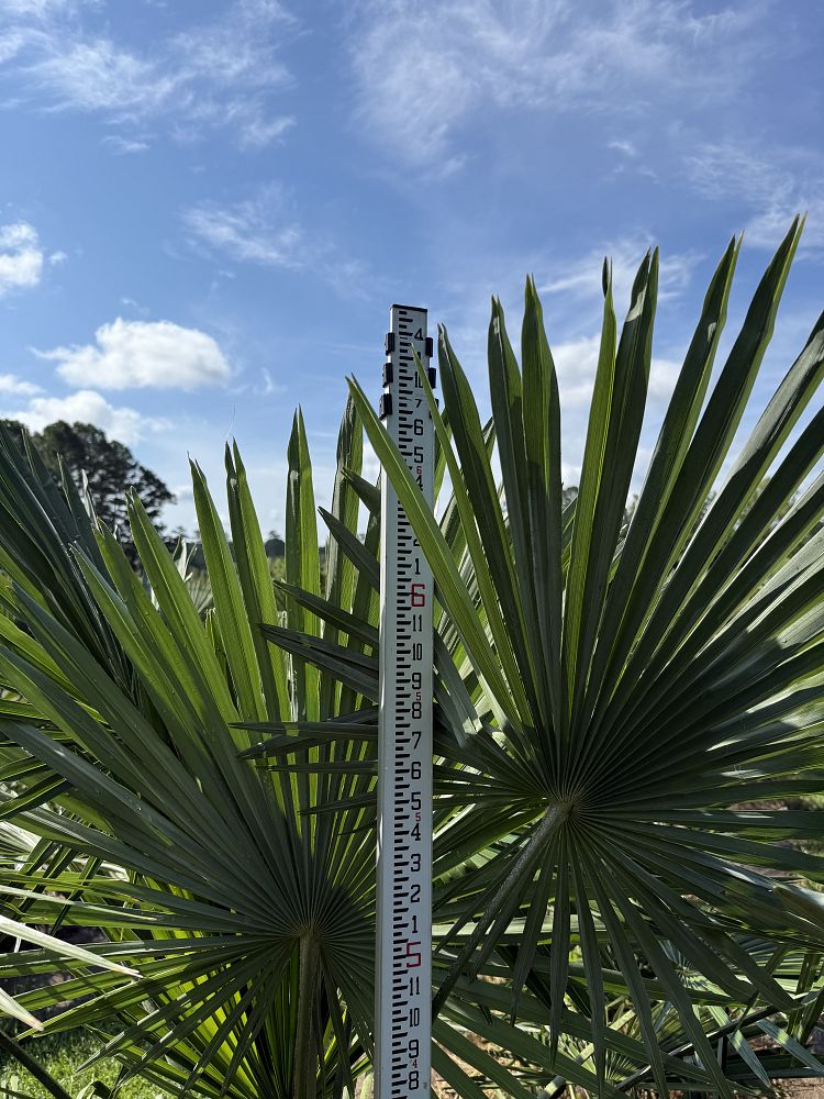 trachycarpus-fortunei-windmill-palm-chusan-palm