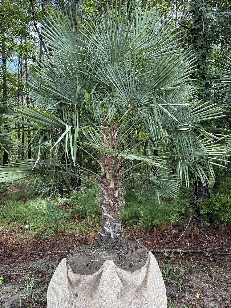 trachycarpus-fortunei-windmill-palm-chusan-palm